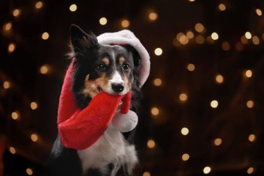 Bir Border Collie stüdyo ışıklarının altında eşarplı kırmızı Noel Baba şapkası takar. Karanlık festival arkaplanı sıcaklık ve cazibe verir..