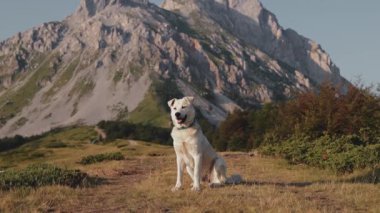 Beyaz bir çiftlik köpeği engebeli bir dağın yakınındaki otlak bir alp tarlasında tetikte bekliyor. 4K 'da yakalanan köpek, bölgede sakin bir şekilde araştırma yapıyor..