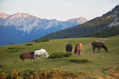Beyaz ve kahverengi atlardan oluşan bir grup, açık bir araziye dağılmış durumda. Mavi dağ sırtları, yumuşak bulutların altında..
