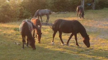 Ormanın kenarında sıcak akşam güneşinde beş at otluyor. Sahne uyum, derinlik ve dengeyi birleştirir..