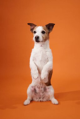 Bir Jack Russell Terrier turuncu arka planda arka ayakları üzerinde oturur, oyuncu ve ilginç bir ifade gösterir. Bu poz portreye büyüleyici bir dokunuş katıyor..