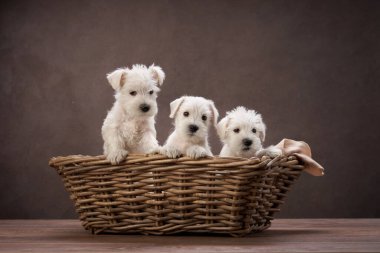 Üç sevimli yavru bir sepetin içinde birbirine sarılıyor, masum bakışları ve pofuduk kürkleri basit bir arka plana karşı yürek ısıtan bir sahne sunuyor..
