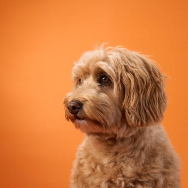 Kıvırcık kürklü bir Labradoodle turuncu bir arka plana sakince bakar..