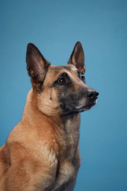 Mavi arka planda sakince oturan Belçikalı bir Malinois, bronz paltosu ve dik kulakları sakin ve özenli doğasını aktarıyor. Köpeklerin duruşu zarafeti ve kontrolü yansıtır..