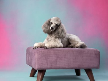 Bir kraliyet kanişi, mor bir bankta pastel arka planda zarif bir şekilde uzanır. Köpekler rahat duruş ve pofuduk kürk sofistike ve rahatlatıcı bir portre oluşturur..