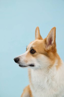 Pembroke Welsh Corgi soldaki mavi stüdyo arka planına bakıyor. Kulak uyarısı, köpek odaklanmış ve dikkatli görünüyor..