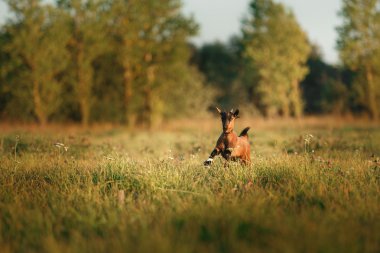 Genç kahverengi Kamerun keçi
