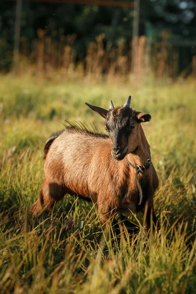 Ung brun Kamerun get — Stockfoto