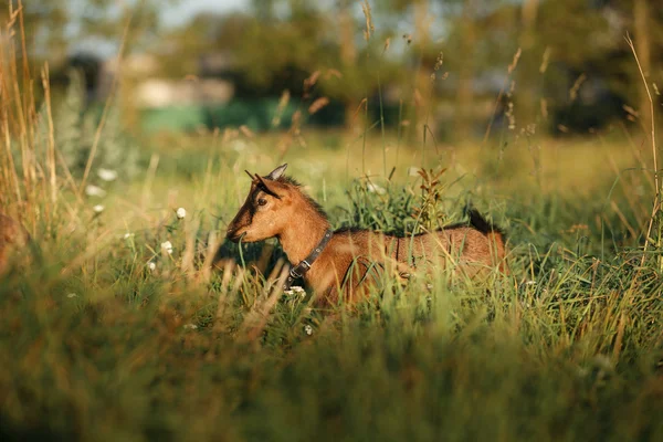 Jeune chèvre cameronne brune — Photo