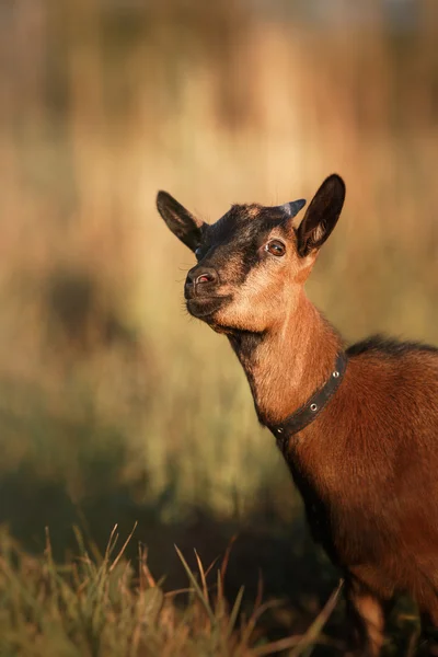 Молодая камерунская коза — стоковое фото