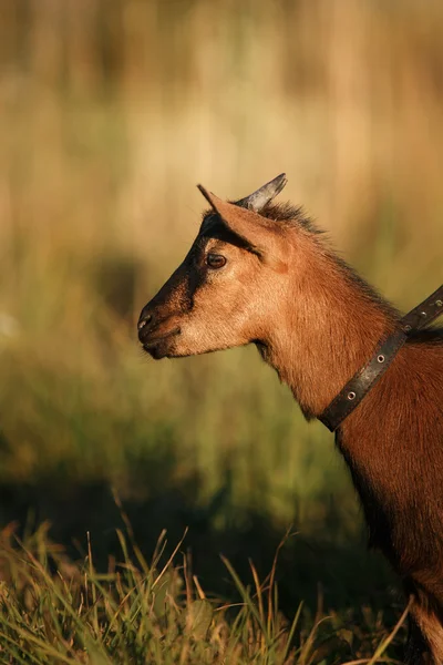 Молодая камерунская коза — стоковое фото