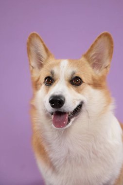 Lavanta arka planında Pembroke Welsh Corgi 'nin portresi. Köpek ileriye bakıyor, parlak gözleri ve nazik bir gülümsemeyle..