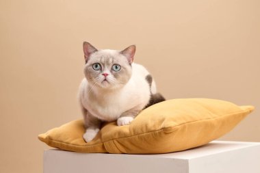 Krem rengi bir İngiliz Shorthair kedisi sarı bir yastığın üzerinde sakince yatıyor. Temel ve arkaplan tonu uyumlu, minimum bir stüdyo ayarı oluşturur.