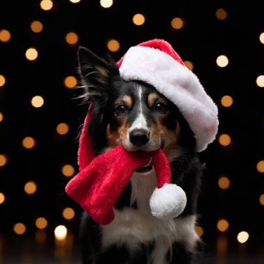 Bir Border Collie tatil ışıklarının önünde Noel Baba şapkası ve kırmızı eşarp takıyor. Şenlik kıyafeti karanlık arka planla çelişiyor..