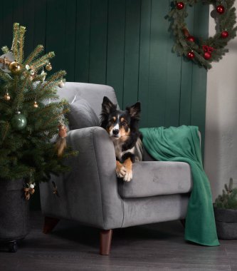 Bir Border Collie, yumuşak bir sandalyede bir Noel ağacının yanında uzanır. Çelenkler ve yeşil bir duvar mevsimlik stüdyo düzenini tamamlıyor..