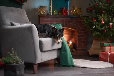 Bir Border Collie gri bir koltukta, şöminenin yanında yeşil bir battaniye ile yatar. Oda ışıklandırılmış bir ağaç ve paketlenmiş hediyelerle süslenmiş..