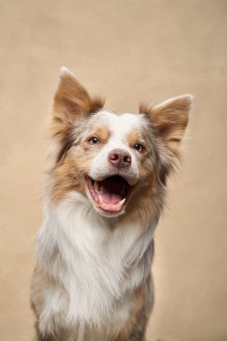 Mutlu bir Border Collie 'nin yakın plan portresi. Hafif ışıklandırmayla gülümsüyor..