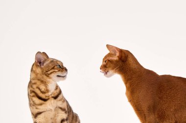 Bir Bengal kedisi ve Habeş kedisi yüz yüze. Vücut dilleri merak ve dikkat gösteriyor..