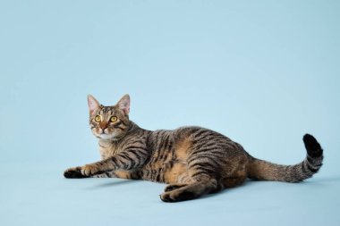 Tekir bir kedi yan yatar, ön pençeleri gerilmiştir. Sakin bir stüdyoda gözleri yarı açıktır..