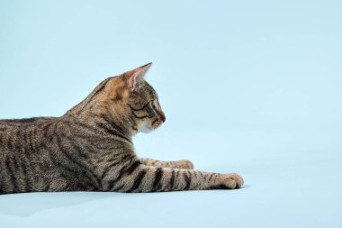 Kedi yüzükoyun yatar, kulakları açık ve pençeleri önde. Duruşu özenli ve sakin..