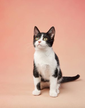 Smokin giymiş bir kedi yavrusu, sıcak pembe bir arka planda dikilip yukarıya bakıyor. Işıl ışıl beyaz kürkü, koyu lekeler karşısında bir tezat oluşturuyor..