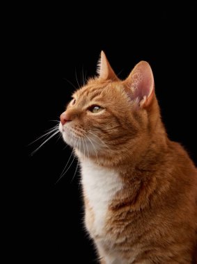 Zencefilli bir ev kedisi kaldırılmış kulaklarla yan tarafa bakıyor. İnce bıyıklı, sakin bir anda yakalandı..