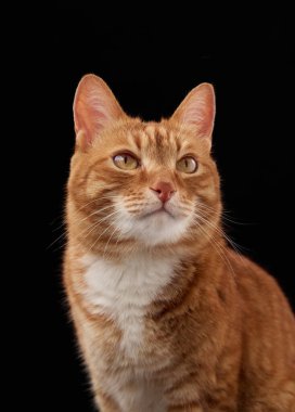 Zencefilli bir kedi, kulakları kabartılmış bir şekilde hafifçe sağa bakar. Yumuşak kürk tonları ile siyah stüdyo ortamında yakalandı.