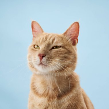 Kedilerin ifadesi yarı kapalı gözleri ve duruşu içerir. Portre eşit çerçevelenmiş..