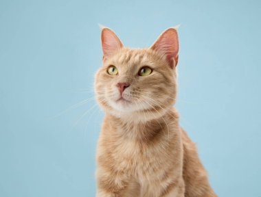 Kızıl bir tekir kedinin yakından çekilmiş portresi. Kulakları yukarıda ve gözleri odaklı. Mavi arka plan, sakin ve asgari estetiği arttırır..