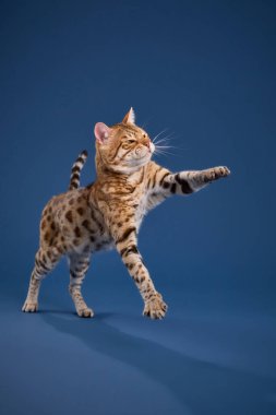 Bir Bengal kedisi patisini kaldırırken hafifçe döner, oyuncu bir hareketle yakalanır..