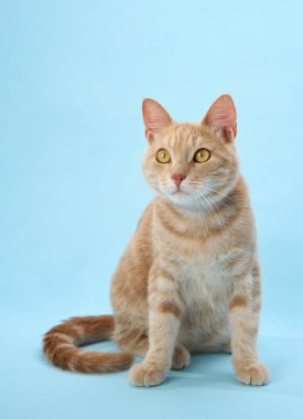 Kızıl kedi sakince kıvrılmış kuyruğuyla oturur, rahat görünür..