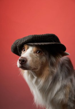 Border Collie 'nin gözleri tüvit bir şapkanın altında kamerayla buluşuyor. Işıklar köpeğin yumuşak kürkünü ve beyaz işaretlerini vurguluyor.