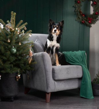Bir Border Collie, küçük bir ağacın yanındaki gri sandalyeye dikkatlice oturur. Yeşil aksanlar ve çelenkler festival atmosferini güçlendiriyor.