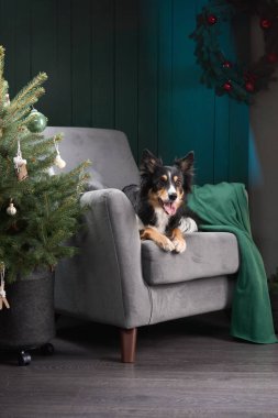 Bir Border Collie, loş bir tatil ortamında çam ağacının yanındaki sandalyede poz veriyor. Arkaplanda çelenkler ve yumuşak tonlar yer alıyor.