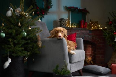 Bir Nova Scotia Duck Tolling Retriever parlayan bir Noel ağacının yanındaki gri sandalyede dinleniyor. Tatil sahnesinde hediyeler, mumlar ve ilave rahatlık için kırmızı bir yastık var..