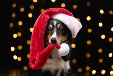 Kırmızı Noel Baba şapkalı bir Border Collie parlak festival ışıklarının önünde duruyor. Etkileyici görünüşü, tatil cazibesini ortaya çıkarıyor..