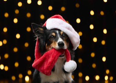 Bir Border Collie Noel Baba şapkasının eşarbını ağzında tutar. Sıcak sarı bokeh ışıkları rüya gibi bir Noel arkaplanı yaratır..