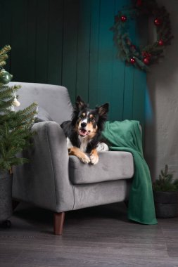 Bir Border Collie gri bir koltukta küçük süslü bir ağacın yanında oturmaktadır. Karanlık arka plan ve çelenkler sakin bir festival ortamı yaratıyor..