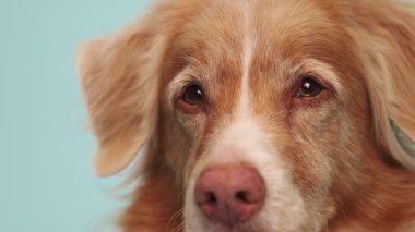 Nova Scotia Duck Tolling 'den sakin bir ifade. Stüdyonun ortasındaki bir vesikalık fotoğrafta..