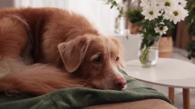 Av köpeği, sabah ışığında yumuşak yeşil bir battaniyenin üzerinde sessizce dinlenir..