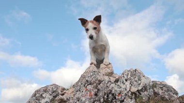Bir Jack Russell Terrier parlak mavi gökyüzüne karşı kayalık bir tepede tetikte bekliyor. 4k 'da yakalanan bu çerçeve, kalın duruş ve manzaralı yüksekliği vurgular.