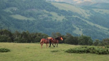Arka planda uzak ormanlık tepeler olan açık bir çayırda üç at duruyor. Pozisyonları denge ve hareketi yansıtır.