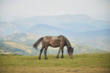 Mavi tonlu dağ sırtlarıyla çevrili tek bir siyah at otlamak için başını eğiyor. Açık alan ve uzaklık yalnızlık hissi yaratır..