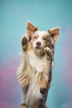 Collie Sınırı, pastel arka plan önünde neşeli bir hareketle ön ayaklarını kaldırır. Görüntü hareket ve cazibeyi yakalar..