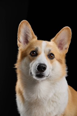 Welsh Corgi kameraya bakıyor. Stüdyoda çekilen karanlık arka plan ve hafif ışıklandırma..