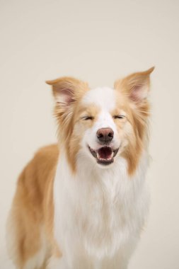 Beyaz ve kırmızı Border Collie sakince oturur ve önüne bakar. Yumuşak odaklı nötr krem arkaplan.