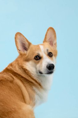 Omuzlarının üstünden bakan, açık mavi duvarlı Corgi oturuyor. Yumuşak ışıklandırma köpek kürkünü ve rahat duruşu vurgular..