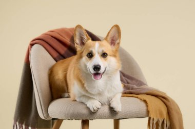 Pembroke Welsh Corgi sandalyeye uzanmış. Tetikte, başı dik bir şekilde. Sıcak renkler ve yumuşak dokular samimi hissi arttırır..