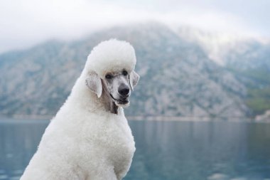 Beyaz bir kaniş dağ gölünün yanında oturuyor, suya bakıyor. Köpeğin sakin ifadesi huzurlu manzarayı yansıtır..