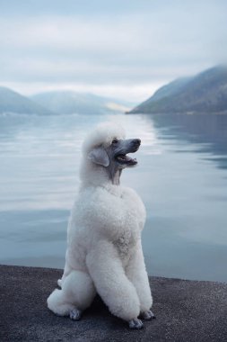 Beyaz bir kaniş dağ manzaralı sakin bir göle bakıyor. Köpek duruşu huzurlu ortamın tadını çıkardığını gösteriyor..